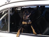 VW Dogs