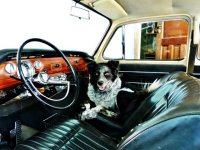 VW Dogs