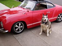 VW Dogs