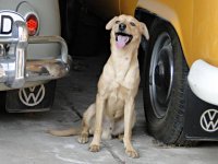 VW Dogs