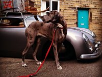 VW Dogs