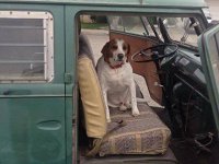 VW Dogs