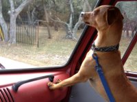 VW Dogs