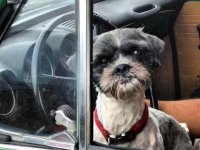 VW Dogs
