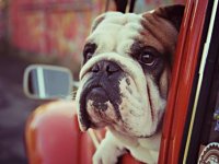 VW Dogs
