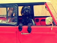 VW Dogs