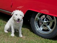 VW Dogs