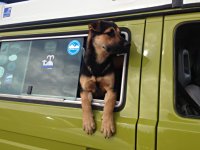 VW Dogs