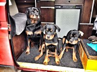 VW Dogs