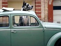 VW Dogs
