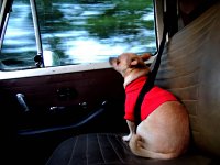 VW Dogs