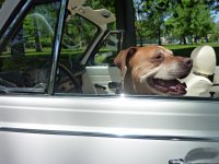VW Dogs
