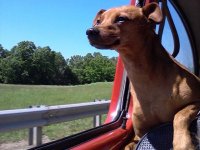 VW Dogs