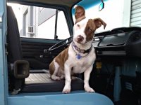 VW Dogs