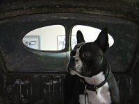 VW Dogs