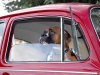 VW Dogs
