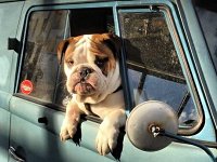 VW Dogs