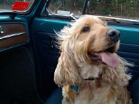 VW Dogs