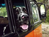 VW Dogs