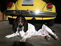 VW Dogs