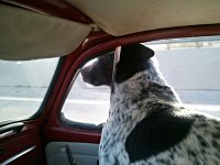 VW Dogs