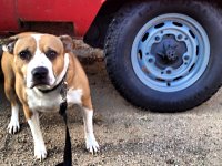 VW Dogs
