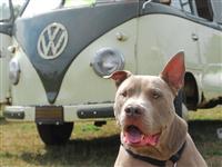 VW Dogs