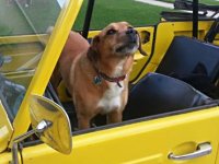 VW Dogs