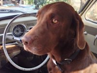 VW Dogs