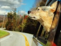 VW Dogs