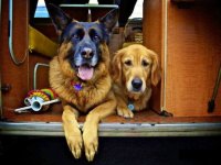 VW Dogs