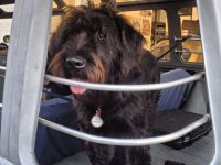 VW Dogs