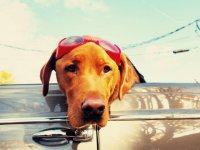 VW Dogs
