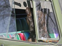 VW Dogs