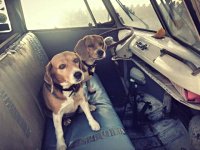 VW Dogs