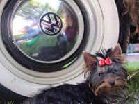 VW Dogs