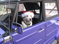 VW Dogs