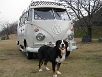 VW Dogs