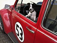 VW Dogs