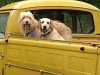 VW Dogs