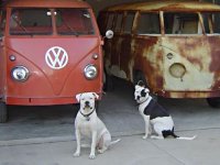 VW Dogs