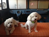 VW Dogs