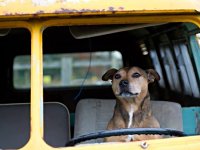 VW Dogs