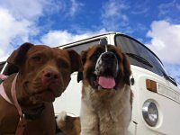 VW Dogs