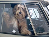 VW Dogs