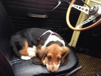 VW Dogs