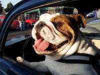 VW Dogs
