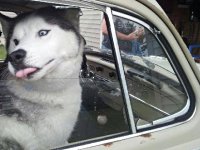 VW Dogs