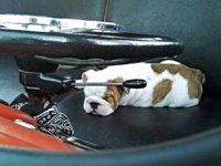 VW Dogs