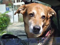 VW Dogs
